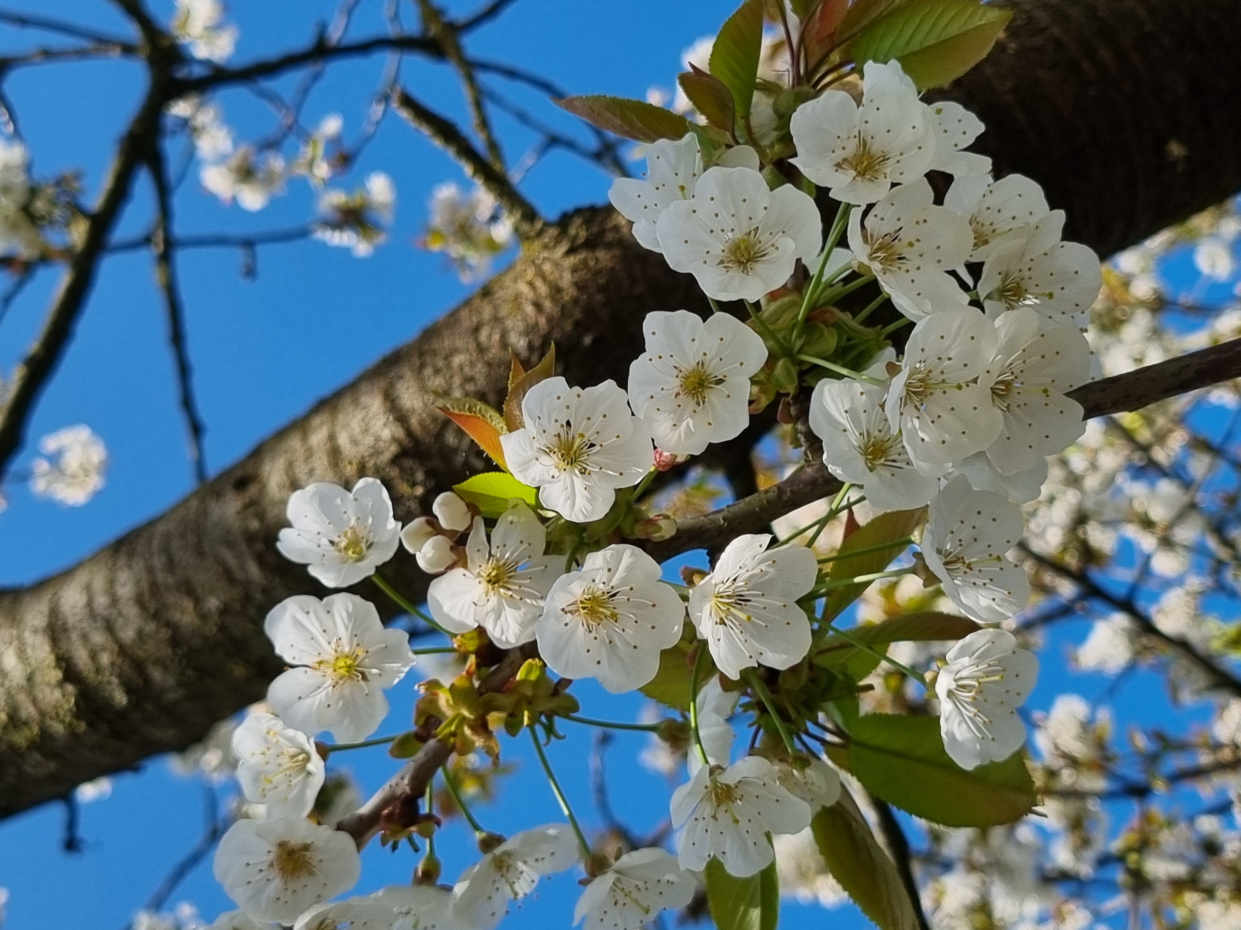 Bloemen